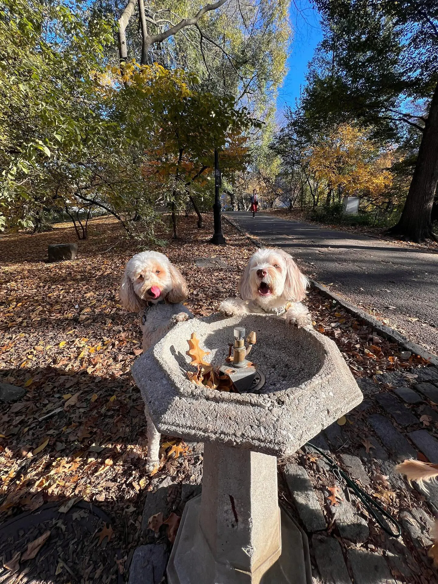 Americans are spending less on what matters to them most: their pets
