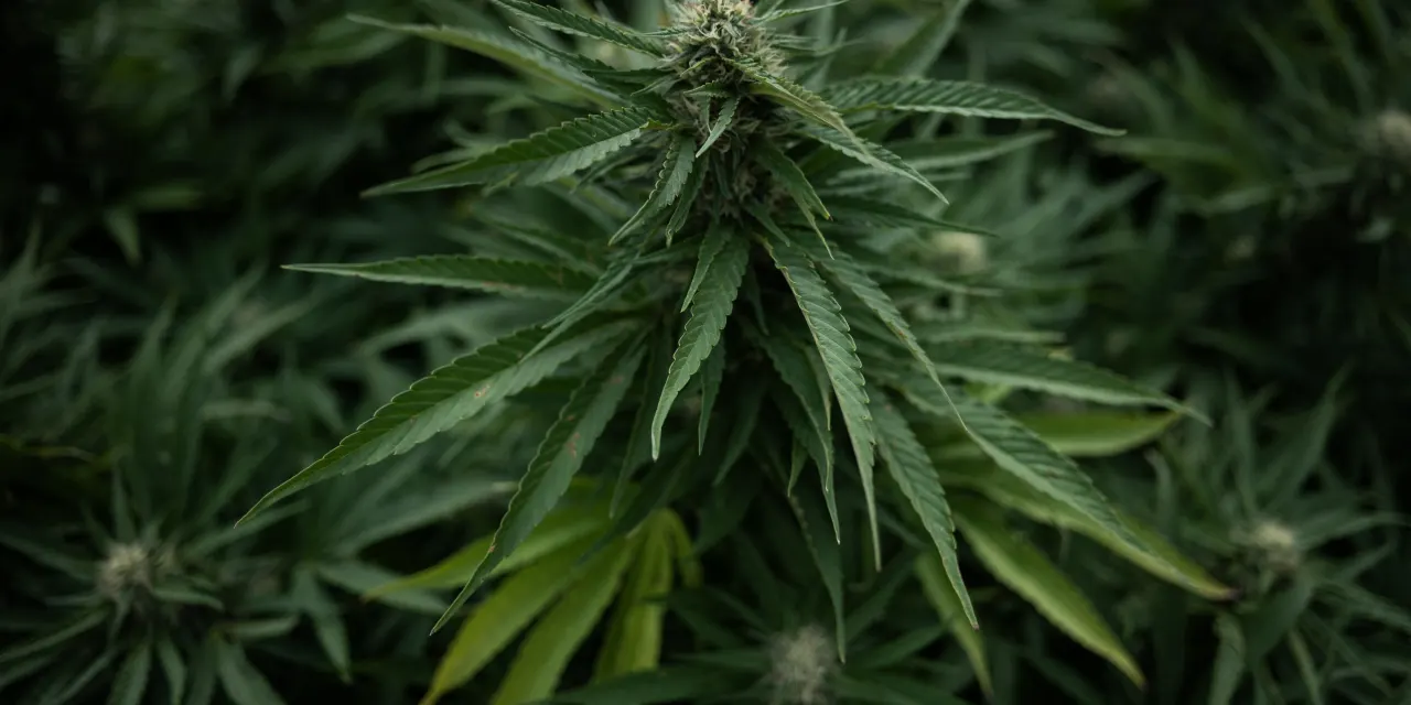 Tilray and other cannabis stocks soar as Trump is reportedly ready to reclassify the substance