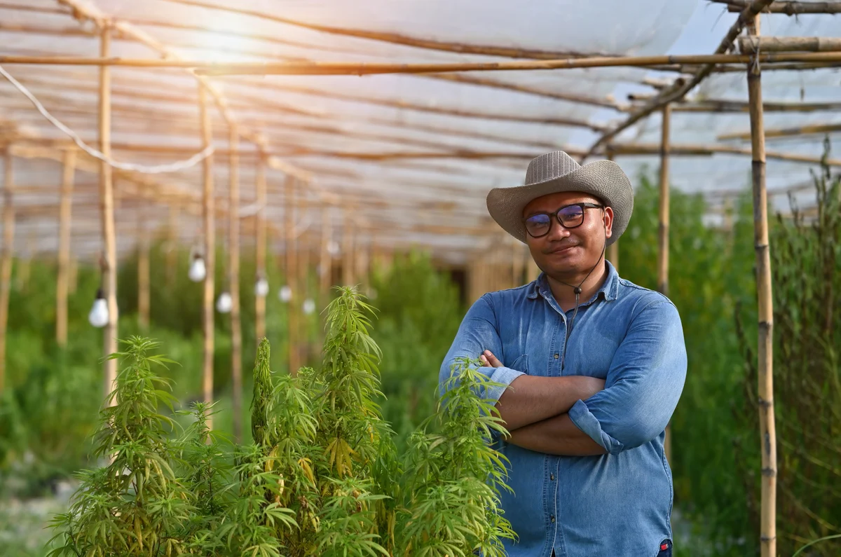 President Trump's Major Marijuana Move: What It Means for Canopy Growth, Green Thumb, and Tilray