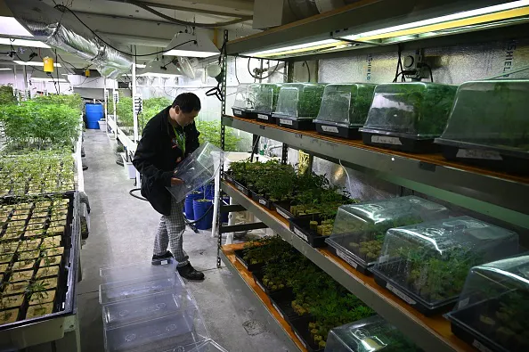 Canopy Growth tumbles after downer earnings report